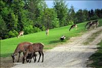 Klepet na Naj poti 2019 – UČNA POT ŠKRATA BISERA odpade